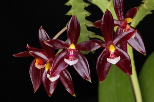 Phal. cornu-cervi 'Montclair' AM 82 pts.